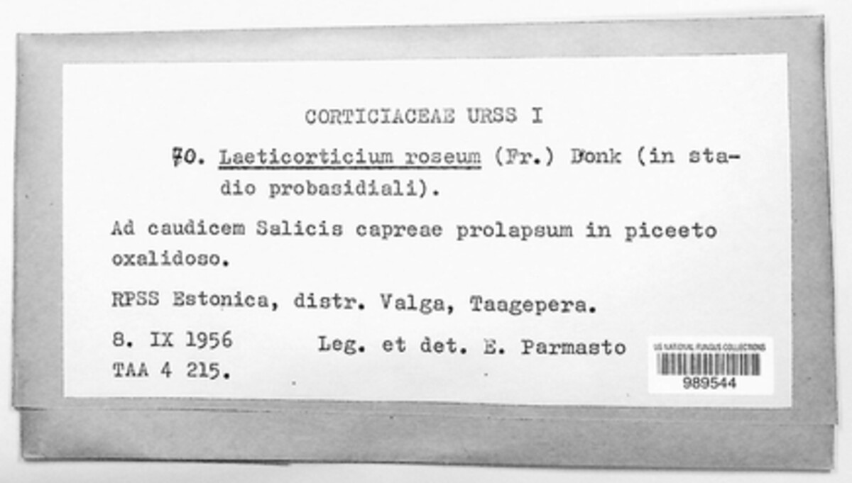 Corticium roseum image